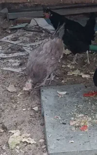 مرغ و خروس