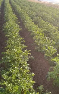هندوانه