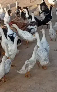 با سلام و درود ۱۶ عدد اردک خضری و عادی