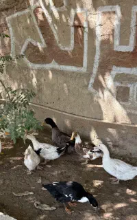 اردک جوان تازه بالغ چاق