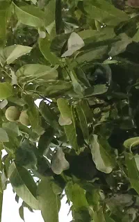 خرید گردو