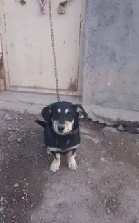 واگذاری توله سگ پاکوتاه ماده