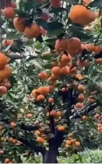 رشد  ۳  برابری محصول  در کمتراز   ۳۰  روز