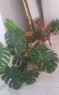 گل مونسترا