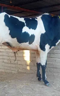 جوانه دورگ نر ۲۲۰ کیلو قلمدار ودرشت و  گاو گوساله