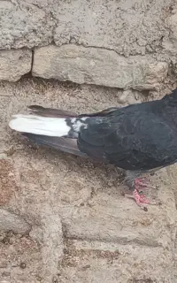 دم سفید ماده