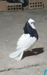 طوقی نر دیوانه