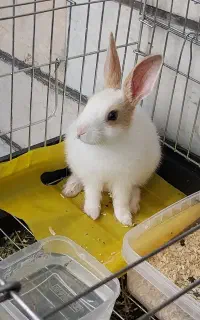 خرگوش