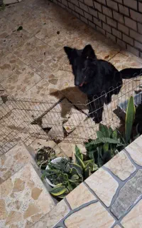 سگ ژرمن بلک هشت ماهه
