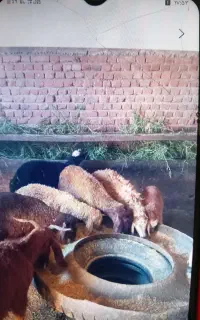 6عدد بره
