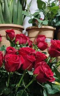 هر شاخه رز هلندی تازه  (پارادیس 10)