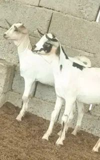 نری و ماده صومال