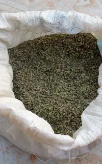 اویشن