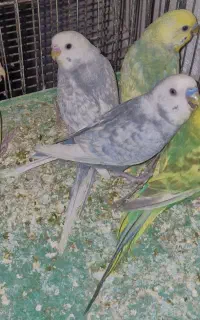 مرغ عشق عروس هلندی