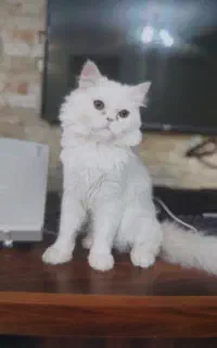 دو تا گربه پرشین یکیش فلت و دیگری سوپرفلت