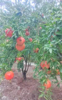 فروش انار ممتاز سرِ درخت (مستقیم از باغدار)
