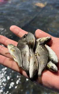 تکثیر  بچه ماهی