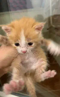بچه گربه