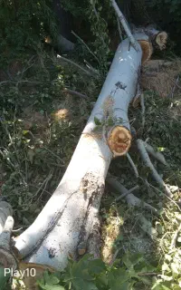 خرید انواع چوب