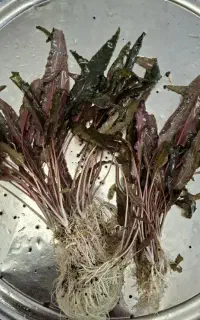 گیاه اکواریومی کریپتون