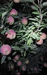 کارگر باغ سیب