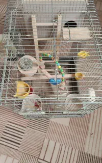 قفس عروس هلندی