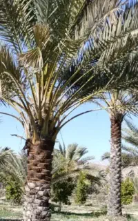 توت بری ( توختک بری) هرس  و برش درخت نخل و مرکبات