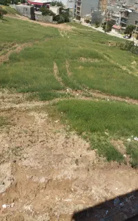گیاه