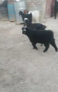 یک کعره نروطنی