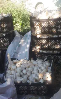 سیر متوسط تمیز