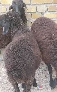 بره ماده شیر مست