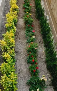 درخت کاری وسم پاشی گل ودرخت ومنازل وادارجات