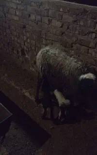 میش با دو بره