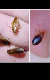 سمپاشی ونابودی تضمینی موریانه و سوسک و