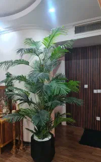 درختچه وارداتی اریکا