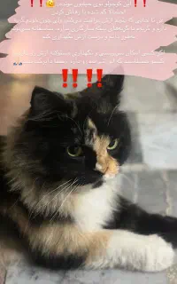 گربه گمشده