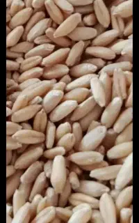 فروش گندم