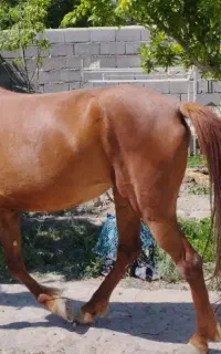 فروشی