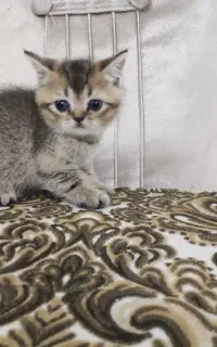 بچه گربه میکس اسکاتیش بریتیش