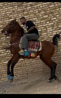 اسب کرد سواری دار