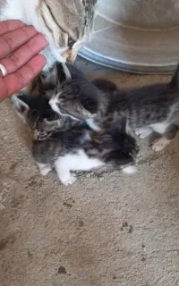 واگذاری بچه گربه اهلی