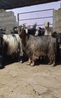 بز لری