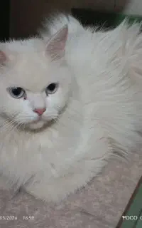 گربه خانگی