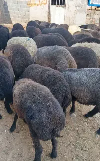 بره