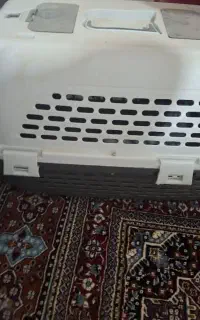 پامرئین