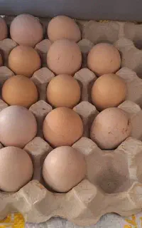 تخم لاری نطفه دار