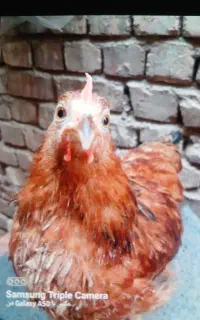 مرغ و خروس