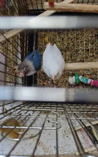 جوجه کوتوله