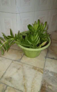 گل ناز رونده