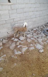 بره نر